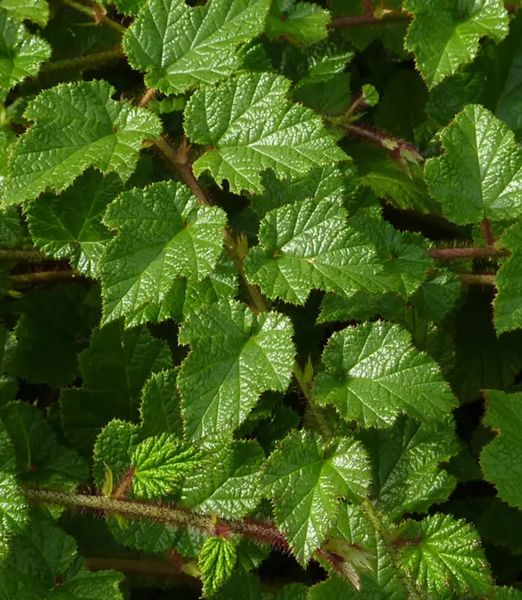 Rubus 'Betty Ashburner'